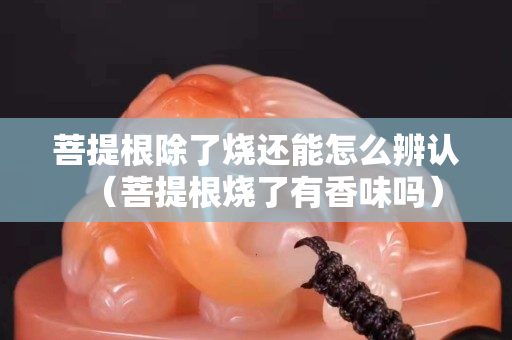 菩提根除了燒還能怎么辨認(rèn)（菩提根燒了有香味嗎）
