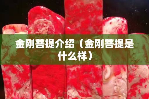 金剛菩提介紹（金剛菩提是什么樣）
