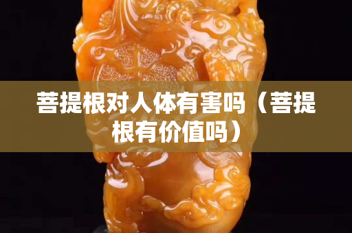 菩提根對人體有害嗎（菩提根有價值嗎）