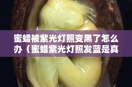 蜜蠟被紫光燈照變黑了怎么辦（蜜蠟紫光燈照發(fā)藍(lán)是真的嗎）