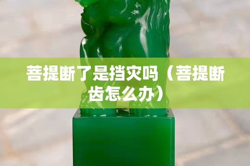 菩提斷了是擋災嗎（菩提斷齒怎么辦）