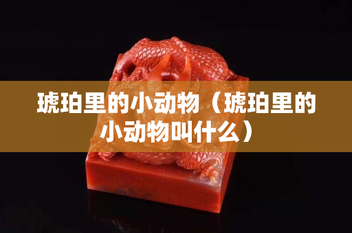 琥珀里的小動物（琥珀里的小動物叫什么）