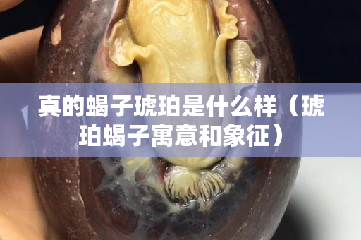 真的蝎子琥珀是什么樣（琥珀蝎子寓意和象征）