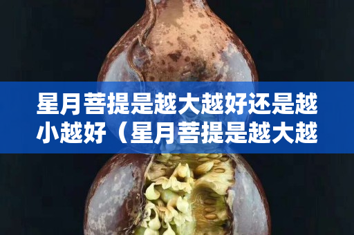 星月菩提是越大越好還是越小越好（星月菩提是越大越貴嗎）