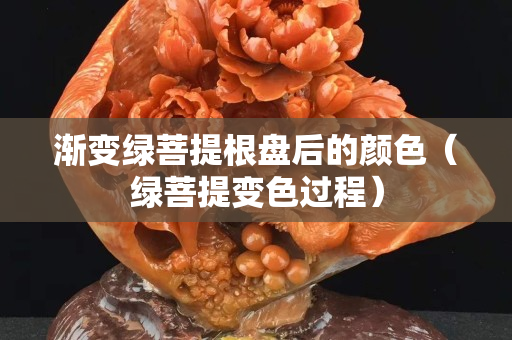 漸變綠菩提根盤后的顏色（綠菩提變色過程）
