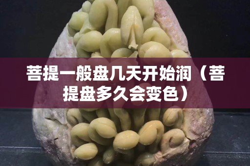 菩提一般盤幾天開始潤（菩提盤多久會變色）