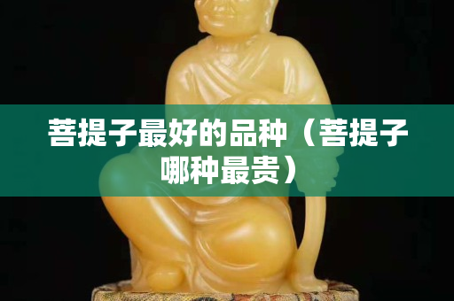 菩提子最好的品種（菩提子哪種最貴）