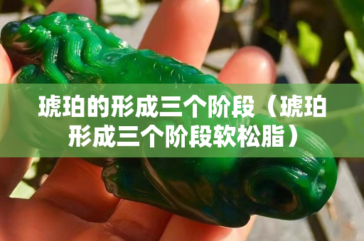 琥珀的形成三個階段（琥珀形成三個階段軟松脂）