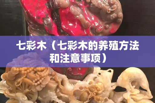 七彩木（七彩木的養(yǎng)殖方法和注意事項(xiàng)）