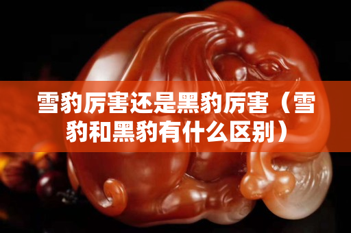 雪豹厲害還是黑豹厲害（雪豹和黑豹有什么區別）