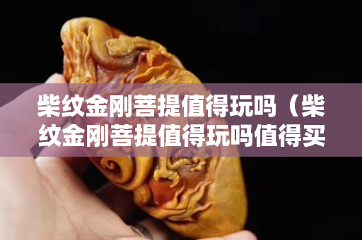 柴紋金剛菩提值得玩嗎（柴紋金剛菩提值得玩嗎值得買嗎）