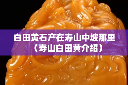 白田黃石產(chǎn)在壽山中坡那里（壽山白田黃介紹）