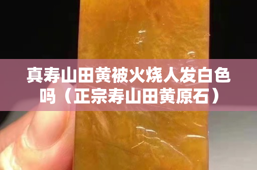 真壽山田黃被火燒人發(fā)白色嗎（正宗壽山田黃原石）