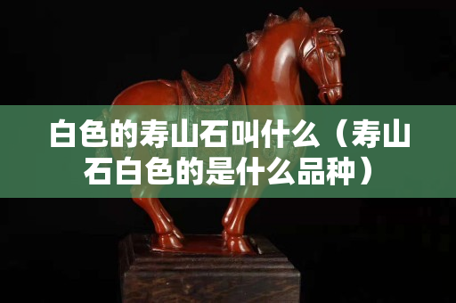 白色的壽山石叫什么（壽山石白色的是什么品種）