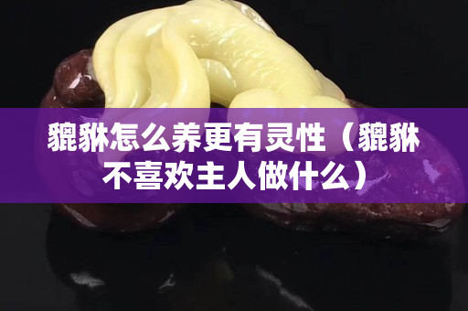 貔貅怎么養更有靈性（貔貅不喜歡主人做什么）
