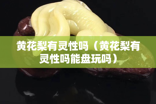 黃花梨有靈性嗎（黃花梨有靈性嗎能盤玩嗎）