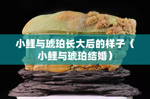 小鯉與琥珀長大后的樣子（小鯉與琥珀結婚）