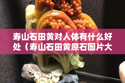 壽山石田黃對(duì)人體有什么好處（壽山石田黃原石圖片大全）