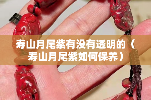 壽山月尾紫有沒有透明的（壽山月尾紫如何保養）