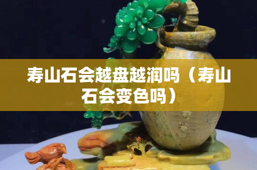壽山石會越盤越潤嗎（壽山石會變色嗎）