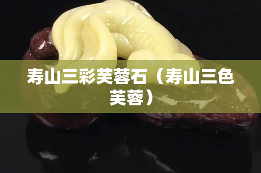 壽山三彩芙蓉石（壽山三色芙蓉）