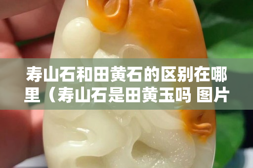 壽山石和田黃石的區別在哪里（壽山石是田黃玉嗎 圖片及價格）