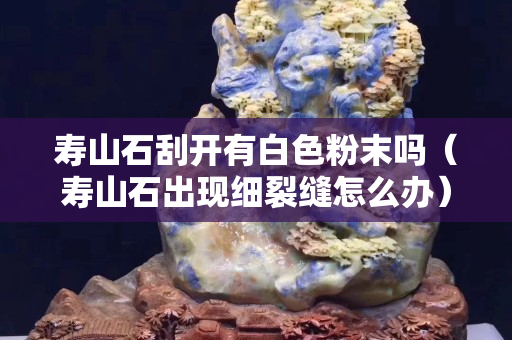壽山石刮開有白色粉末嗎（壽山石出現(xiàn)細裂縫怎么辦）