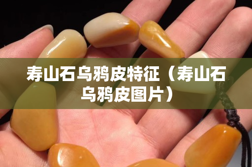壽山石烏鴉皮特征（壽山石烏鴉皮圖片）