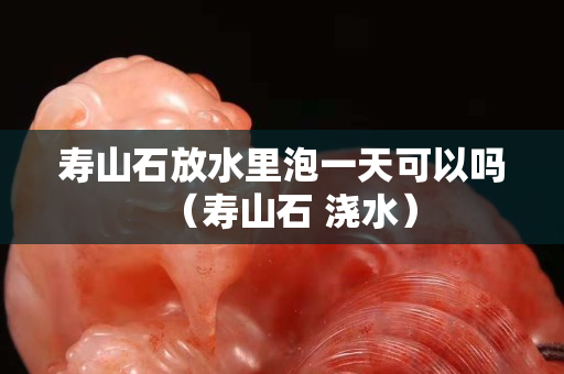 壽山石放水里泡一天可以嗎（壽山石 澆水）