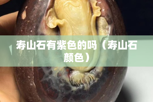 壽山石有紫色的嗎（壽山石顏色）
