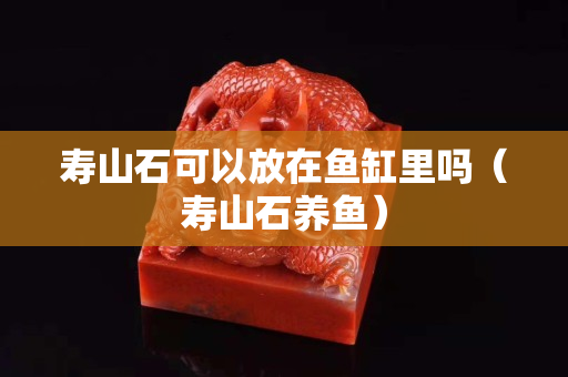 壽山石可以放在魚缸里嗎（壽山石養魚）