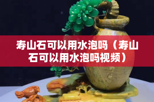 壽山石可以用水泡嗎（壽山石可以用水泡嗎視頻）