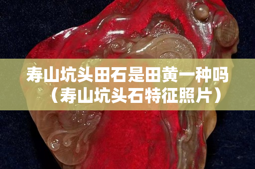 壽山坑頭田石是田黃一種嗎（壽山坑頭石特征照片）