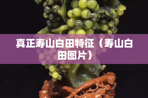 真正壽山白田特征（壽山白田圖片）