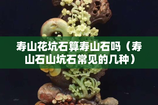 壽山花坑石算壽山石嗎（壽山石山坑石常見的幾種）