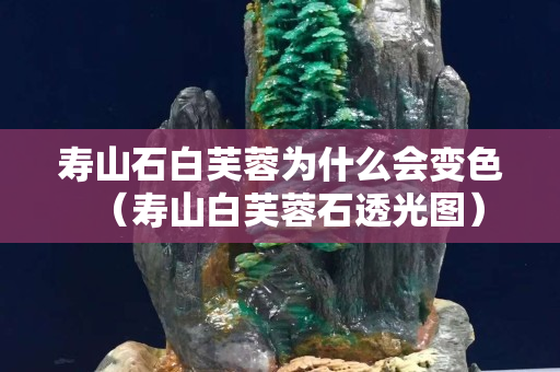 壽山石白芙蓉為什么會變色（壽山白芙蓉石透光圖）