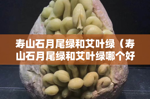 壽山石月尾綠和艾葉綠（壽山石月尾綠和艾葉綠哪個好看）