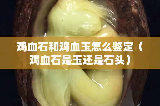 雞血石和雞血玉怎么鑒定（雞血石是玉還是石頭）