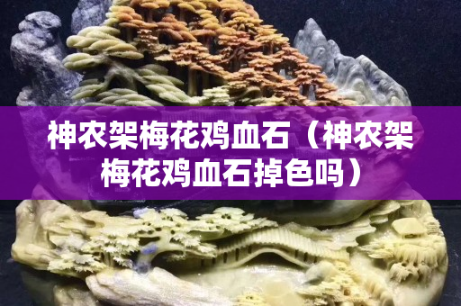 神農架梅花雞血石（神農架梅花雞血石掉色嗎）
