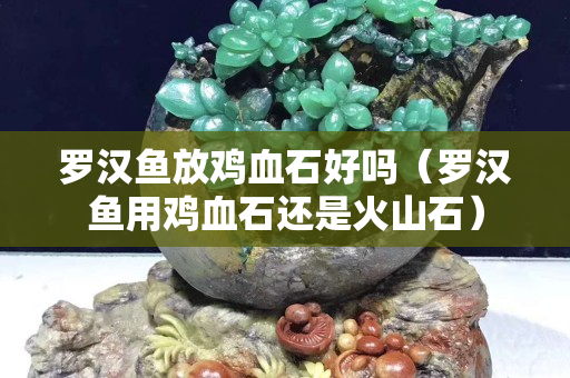 羅漢魚放雞血石好嗎（羅漢魚用雞血石還是火山石）