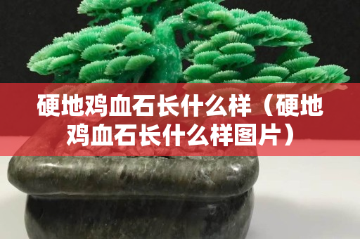 硬地雞血石長什么樣（硬地雞血石長什么樣圖片）
