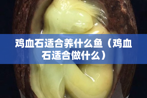 雞血石適合養什么魚（雞血石適合做什么）
