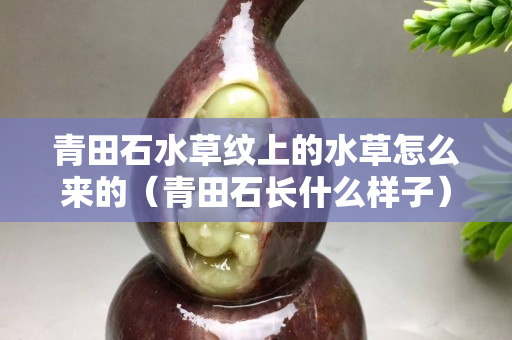 青田石水草紋上的水草怎么來的（青田石長什么樣子）