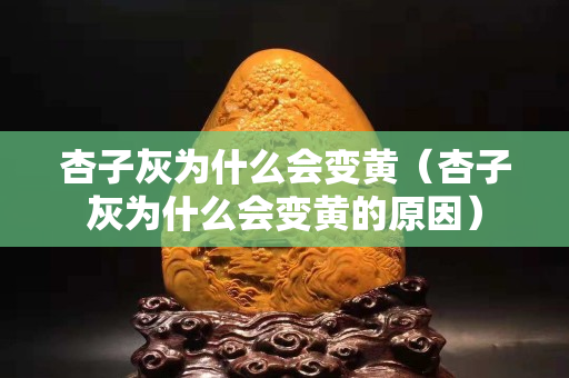 杏子灰為什么會變黃（杏子灰為什么會變黃的原因）
