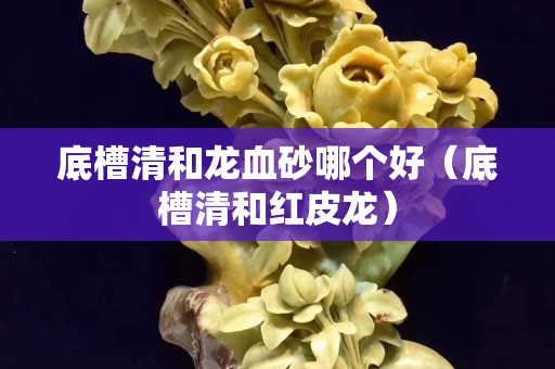 底槽清和龍血砂哪個(gè)好（底槽清和紅皮龍）