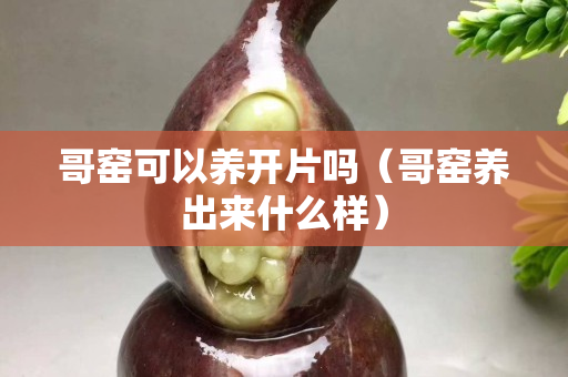 哥窯可以養(yǎng)開(kāi)片嗎（哥窯養(yǎng)出來(lái)什么樣）