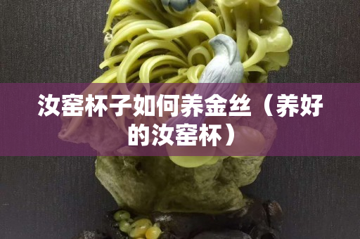 汝窯杯子如何養金絲（養好的汝窯杯）
