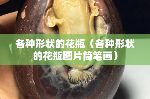 各種形狀的花瓶（各種形狀的花瓶圖片簡筆畫）