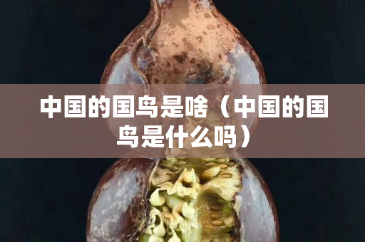 中國的國鳥是啥（中國的國鳥是什么嗎）