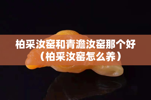 柏采汝窯和青澹汝窯那個好（柏采汝窯怎么養）